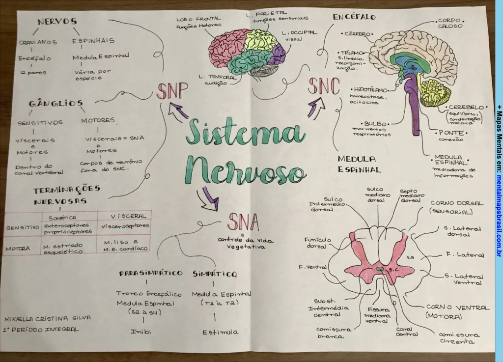 Mapa mental ilustrando o sistema nervoso humano, detalhando nervos cranianos e espinhais, gânglios, terminações nervosas, sistema nervoso periférico (SNP), sistema nervoso central (SNC), sistema nervoso autônomo (SNA), além de diagramas do encéfalo e medula espinhal com suas funções.