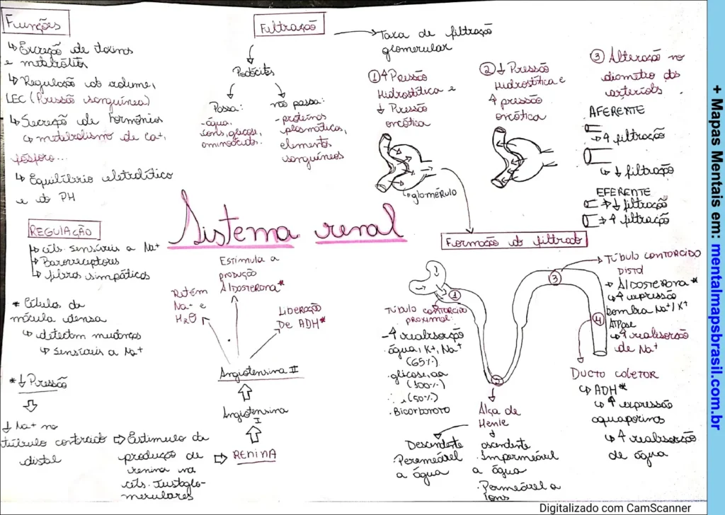 Mapa mental sobre o sistema renal explicando suas funções, regulação, filtração glomerular, formação do filtrado e mecanismos hormonais.