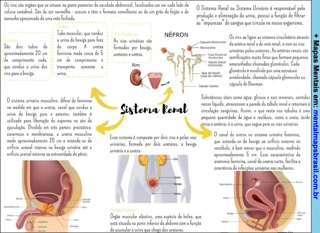 Mapa mental explicando o sistema renal humano, incluindo a estrutura dos rins, néfron, sistema urinário masculino e feminino, funções e conexões com o sistema circulatório.