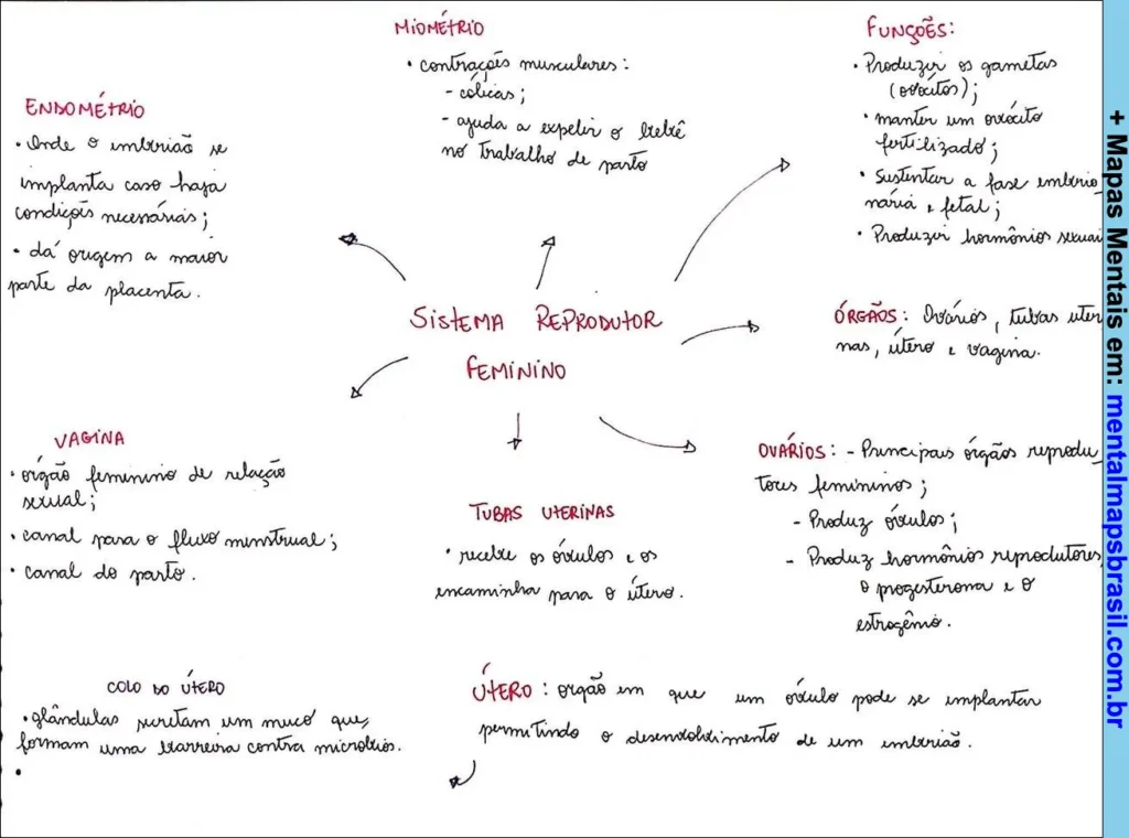 Mapa mental do sistema reprodutor feminino, detalhando o endométrio, miométrio, vagina, tubas uterinas, útero, ovários, suas funções e órgãos relacionados.