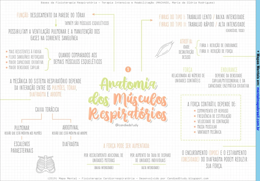 Mapa mental sobre anatomia dos músculos respiratórios, destacando funções, fibras musculares, atrofia, força e mecânica do sistema respiratório.