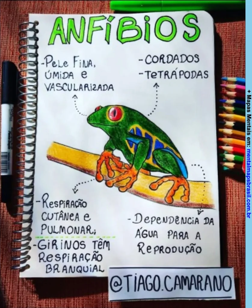 Mapa mental sobre características dos anfíbios com destaque para pele, respiração, reprodução e classificação.