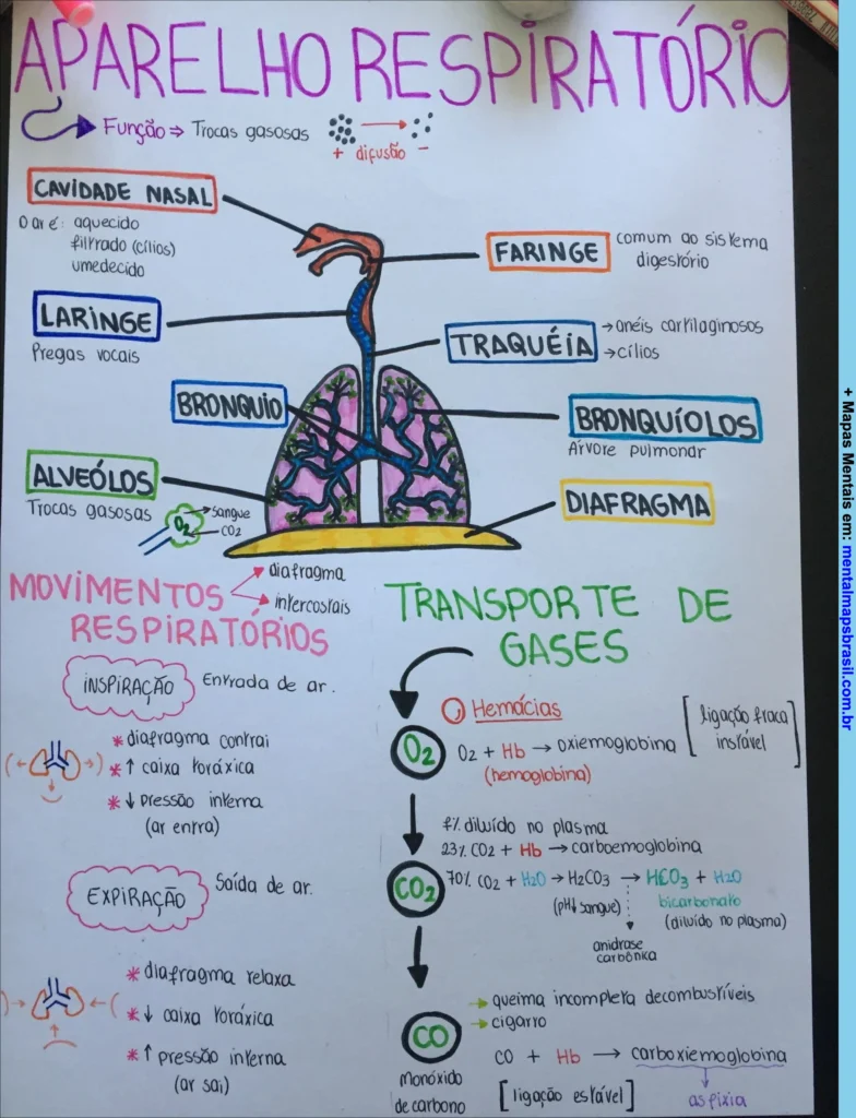 Mapa mental do aparelho respiratório com descrição das partes, movimentos respiratórios e transporte de gases no organismo.