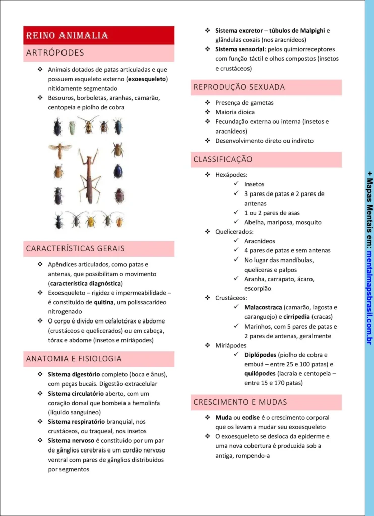 Resumo sobre artrópodes do reino animalia, incluindo características gerais, anatomia, fisiologia, reprodução e classificação.