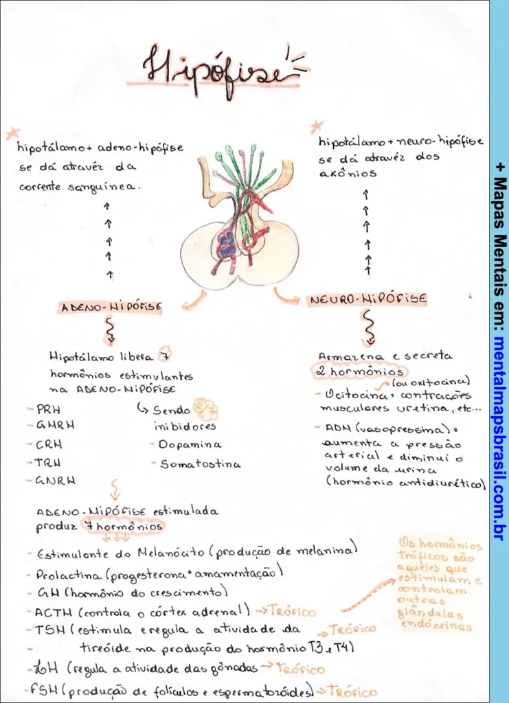 Mapa mental ilustrado sobre a hipófise, detalhando as funções da adeno-hipófise e neuro-hipófise, hormônios produzidos e suas ações.