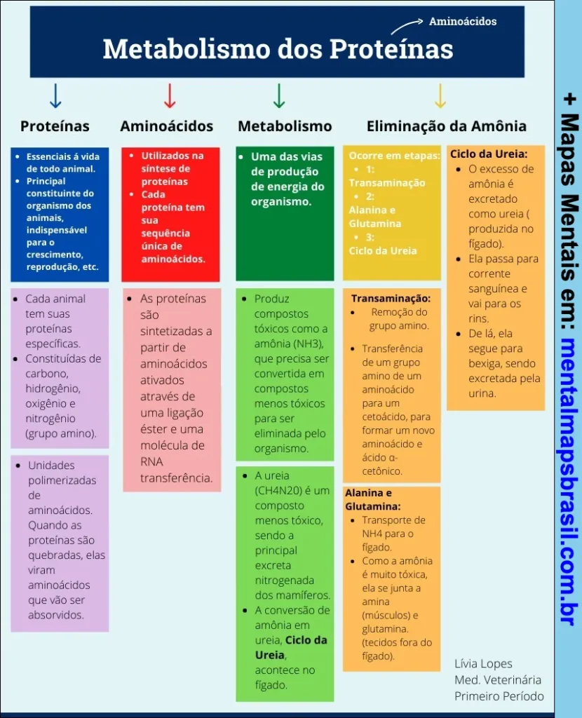 Mapa mental explicando o metabolismo das proteínas, incluindo proteínas, aminoácidos, metabolismo e eliminação da amônia.