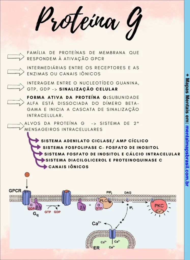 Mapa mental explicativo sobre a proteína G, suas funções na sinalização celular e os sistemas intracelulares envolvidos.