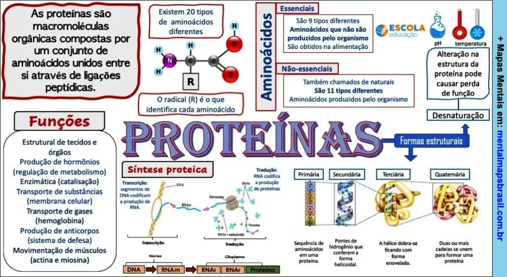 Mapa mental detalhado sobre proteínas, incluindo estrutura, funções, aminoácidos e síntese proteic