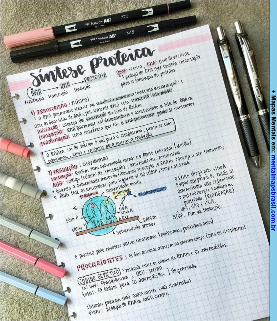 Mapa mental sobre síntese proteica explicando os processos de transcrição e tradução do DNA ao RNA e à proteína, incluindo detalhes sobre iniciação, elongação e terminação, código genético e diferenças em procariotos.
