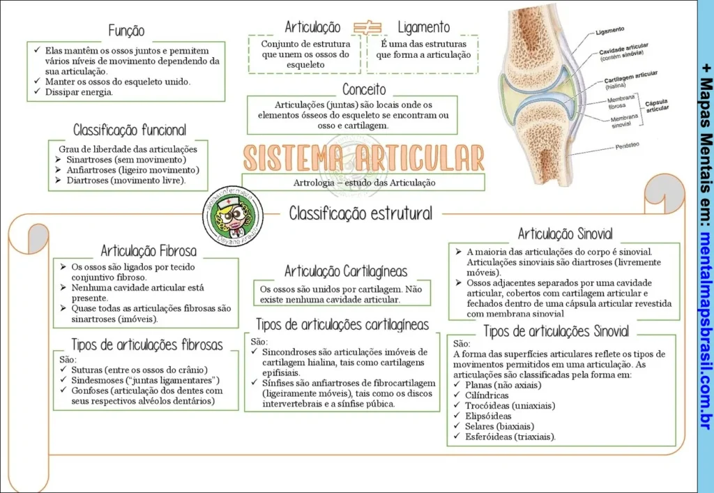 Mapa mental sobre o sistema articular abordando a função, classificação funcional e estrutural das articulações, tipos de articulações fibrosas, cartilagíneas e sinoviais, e suas características.