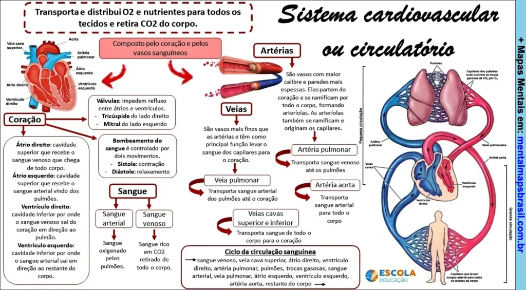 Mapa mental sobre o sistema cardiovascular ou circulatório, explicando a estrutura do coração, tipos de vasos sanguíneos, circulação sanguínea e funções do sangue no transporte de oxigênio e nutrientes.