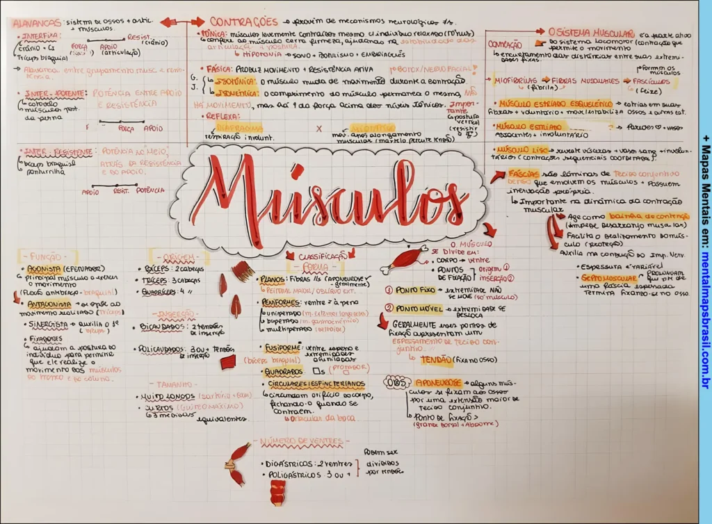 Mapa mental detalhado sobre músculos, abordando sua função, origem, classificação, tipos de contrações, sistema muscular e estruturas relacionadas.
