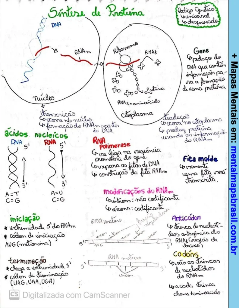 Mapa mental ilustrado sobre a síntese de proteína, explicando DNA, RNA, transcrição, tradução, ácidos nucleicos e modificações do RNA.