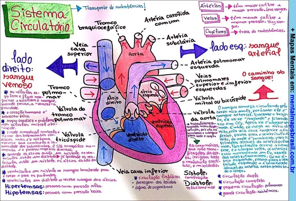 Mapa mental ilustrando o sistema circulatório humano, detalhando as partes do coração, tipos de vasos sanguíneos, válvulas cardíacas, circulação do sangue e características da circulação sistêmica e pulmonar.