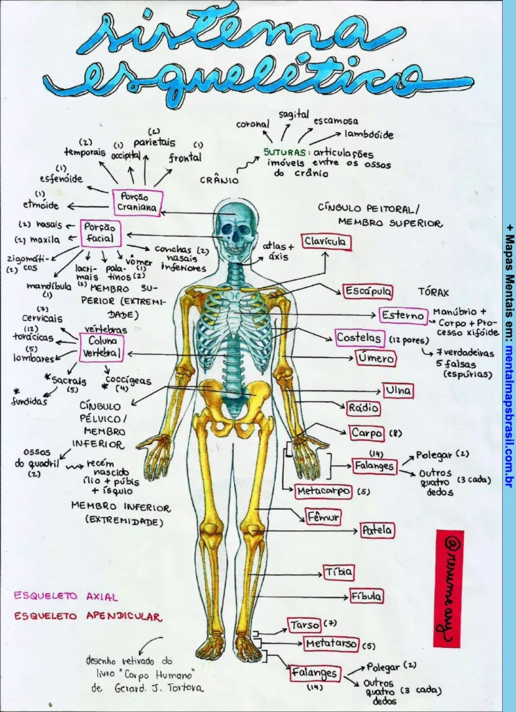 Mapa mental do sistema esquelético humano com identificação dos principais ossos do crânio, membros superiores e inferiores, coluna vertebral e tórax.