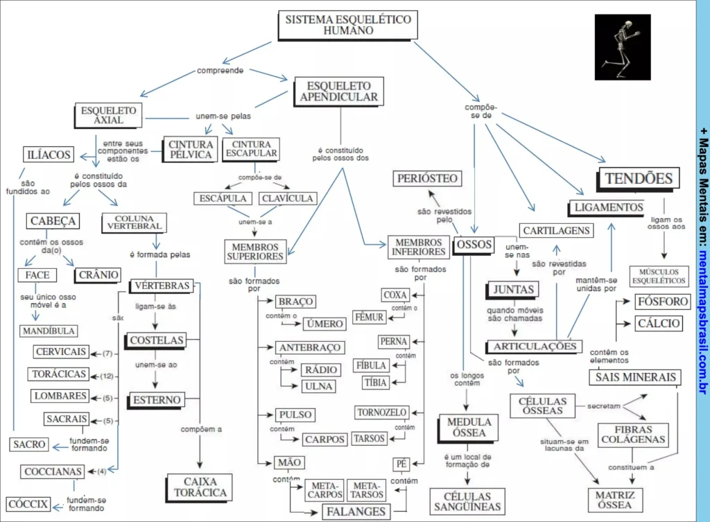 Mapa mental do sistema esquelético humano, mostrando a divisão entre esqueleto axial e apendicular, principais ossos, articulações, minerais e músculos esqueléticos.
