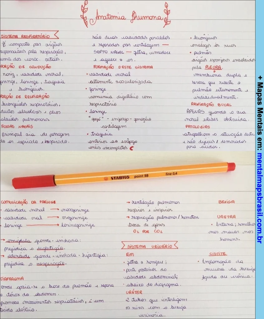 Mapa mental sobre anatomia humana detalhando sistema respiratório e sistema urinário, incluindo órgãos e funções principais.