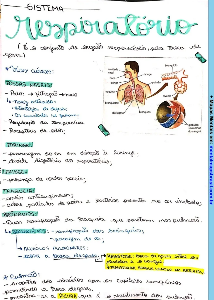 Mapa mental sobre o sistema respiratório descrevendo vias aéreas, fossas nasais, faringe, laringe, traqueia, brônquios, alvéolos pulmonares e pulmão.