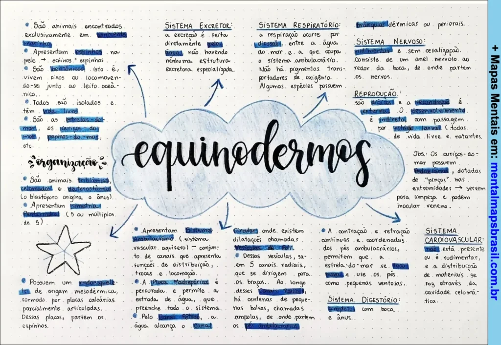 Mapa mental sobre equinodermos com informações sobre organização, sistemas excretor, respiratório, nervoso, reprodução, cardiovascular e digestório.