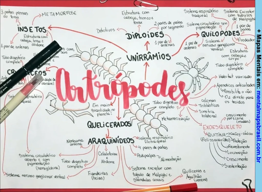 Mapa mental detalhando as características dos artrópodes, incluindo classificação, estrutura corporal, sistemas e exemplos de insetos, quilópodes e quelicerados.
