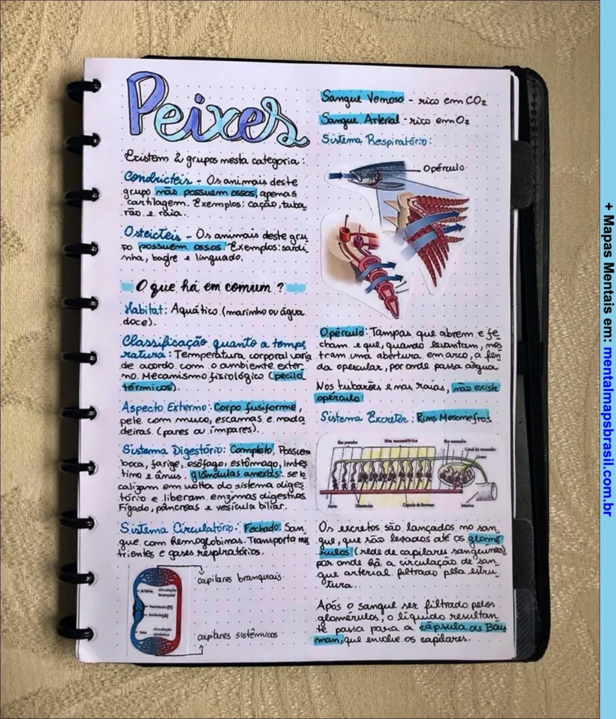 Mapa mental sobre peixes com classificação, sistema respiratório, circulação e sistema excretor.