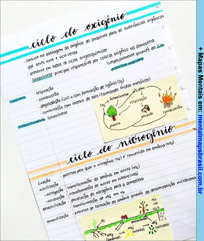 Mapa mental sobre os ciclos do oxigênio e do nitrogênio abordando seus processos e importância biológica.