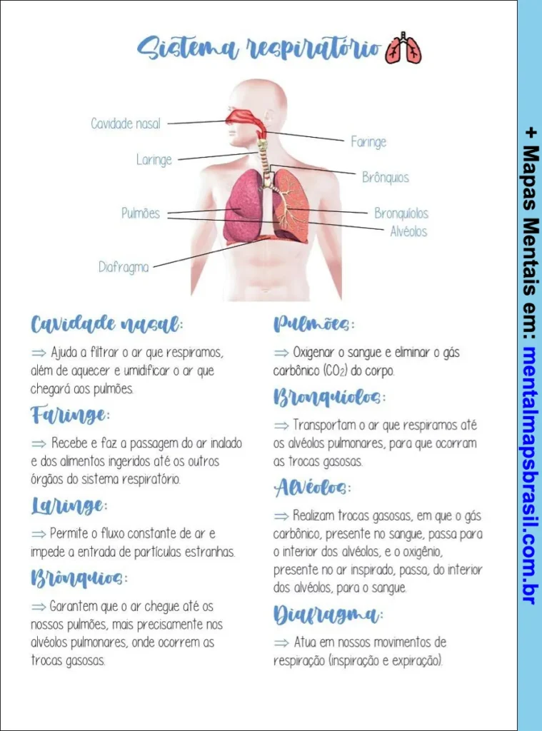 Mapa mental ilustrado do sistema respiratório humano com descrição das funções das principais partes como cavidade nasal, faringe, laringe, pulmões, brônquios, bronquíolos, alvéolos e diafragma.