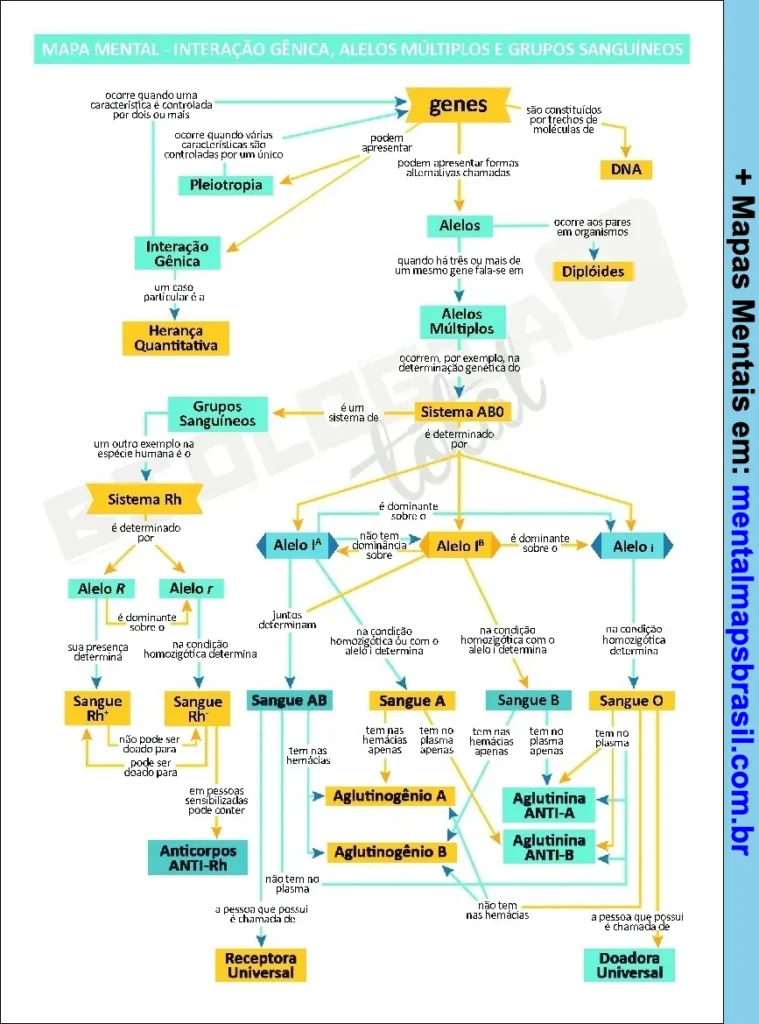 Mapa mental sobre interação gênica, alelos múltiplos e grupos sanguíneos com explicações sobre genes, alelos, sistema ABO e sistema Rh.