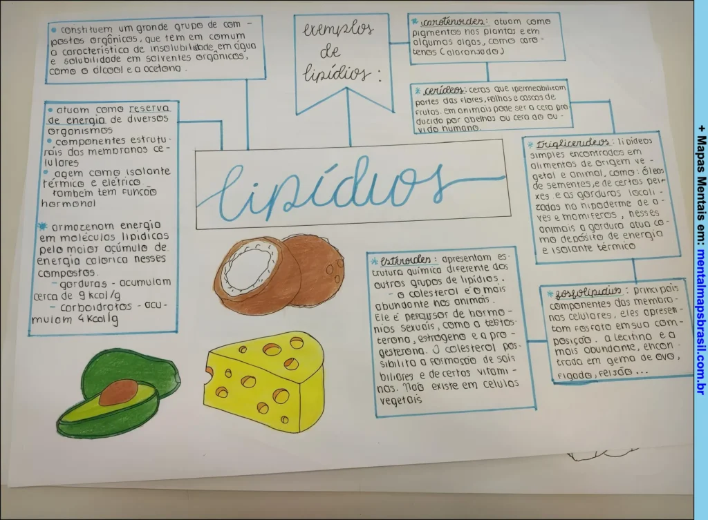 Mapa mental sobre lipídios explicando suas funções, características, tipos e exemplos com ilustrações de alimentos.
