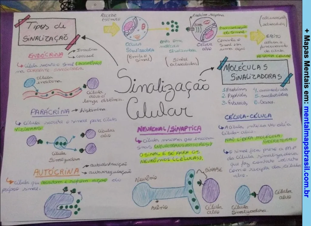Mapa mental sobre sinalização celular, explicando tipos de sinalização, moléculas sinalizadoras, sinalização neuronal e comunicação célula a célula.