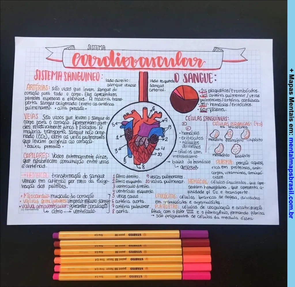 Mapa mental ilustrado do sistema cardiovascular, com explicações sobre sistema sanguíneo, tipos de vasos, coração, sangue e células sanguíneas.
