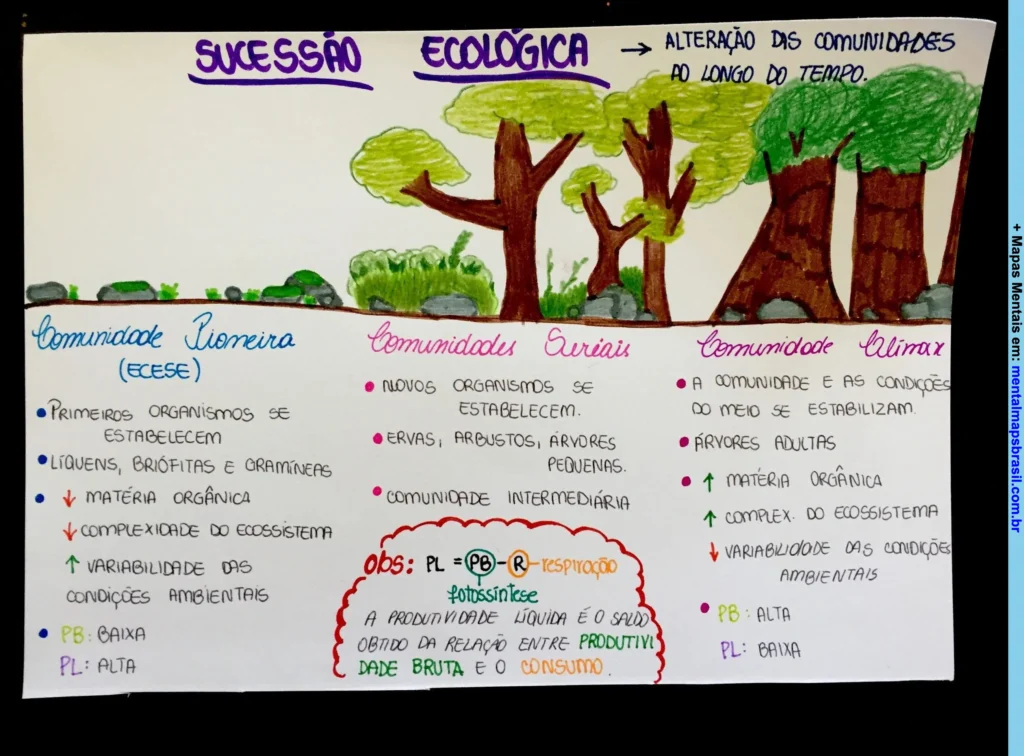 Mapa mental colorido sobre sucessão ecológica, ilustrando comunidades pioneiras, seriais e clímax com características e processos ecológicos.