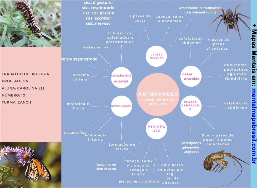 Mapa mental sobre artrópodes, com características gerais, reprodução e classes: Insecta, Aracnida, Crustacea e Miriapodes, com imagens ilustrativas.