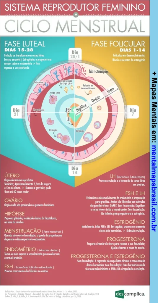 Diagrama detalhado do ciclo menstrual no sistema reprodutor feminino, apresentando as fases folicular e luteal, principais hormônios, e características do útero, ovário, hipófise, endométrio e menstruação.