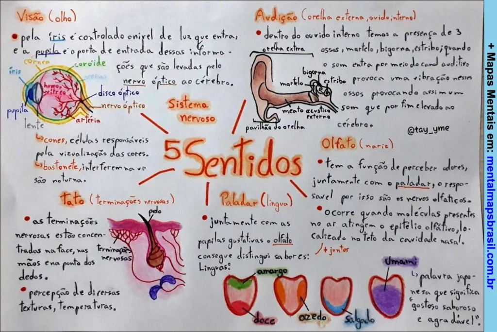 Mapa mental ilustrando os cinco sentidos humanos, com explicações detalhadas sobre visão, audição, olfato, tato e paladar, incluindo desenhos e descrições das estruturas envolvidas.