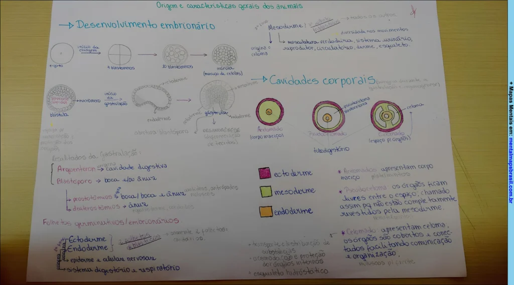 Mapa mental sobre desenvolvimento embrionário e características gerais dos animais destacando cavidades corporais e folhetos germinativos.