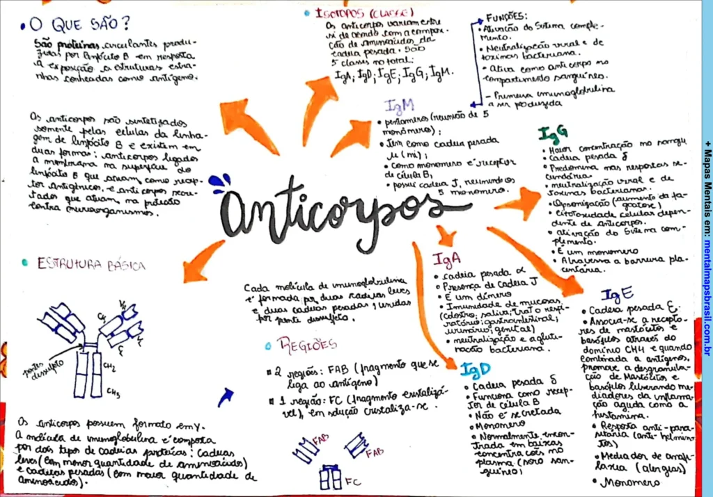 Mapa mental sobre anticorpos, explicando o que são, estrutura básica, isotipos e funções.