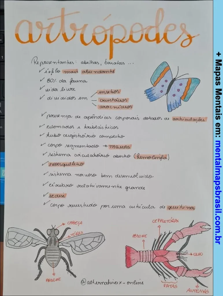 Mapa mental sobre artrópodes com características principais e ilustrações de inseto e crustáceo.