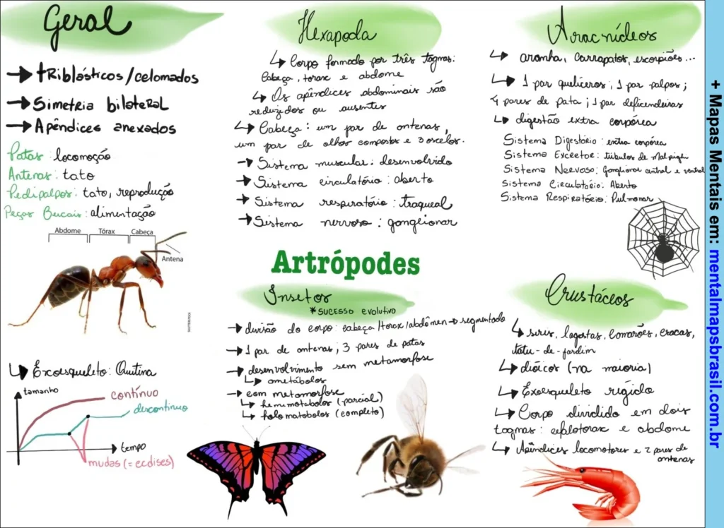 Mapa mental sobre Artrópodes com tópicos gerais e seções: Hexapoda, Aracnídeos, Crustáceos e Insetos com características e exemplos.
