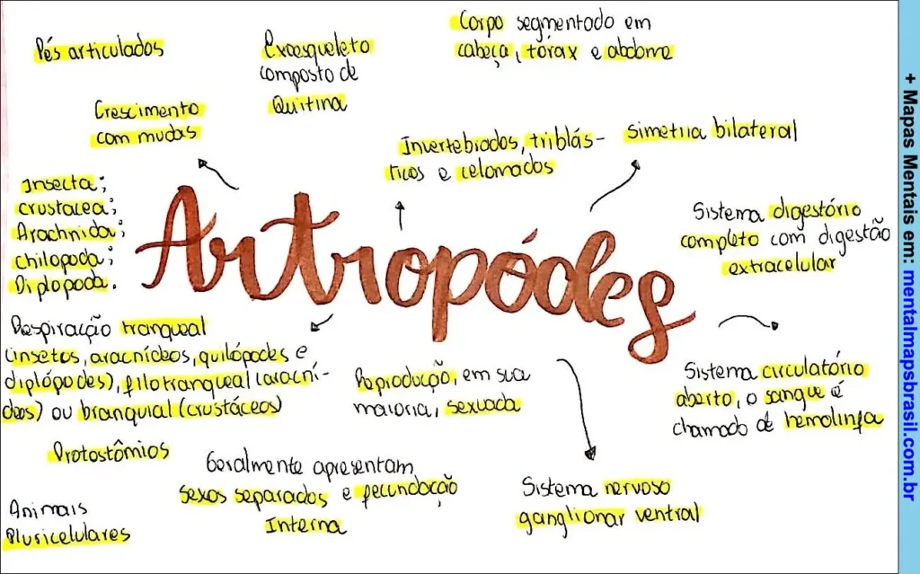Mapa mental sobre artrópodes destacando características gerais, tipos, sistemas corporais, respiração e reprodução.