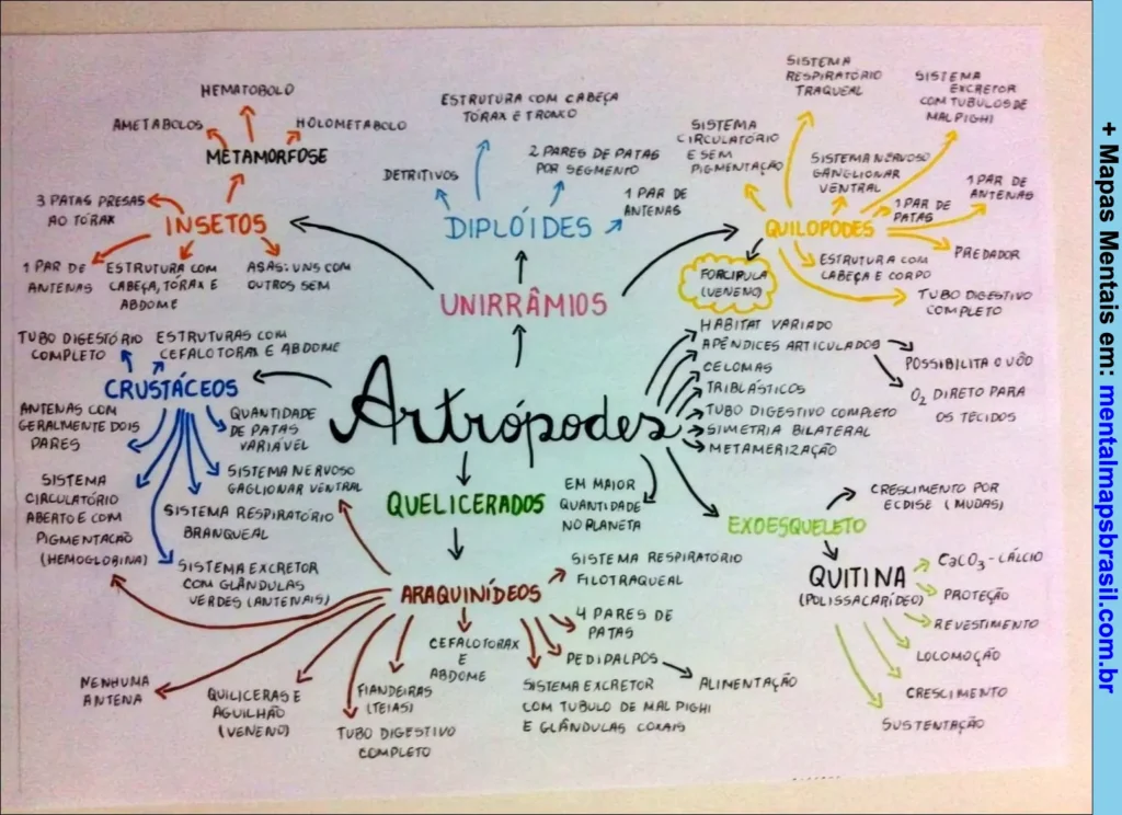 Mapa mental sobre artrópodes, detalhando características, classificações e sistemas biológicos dos principais grupos.