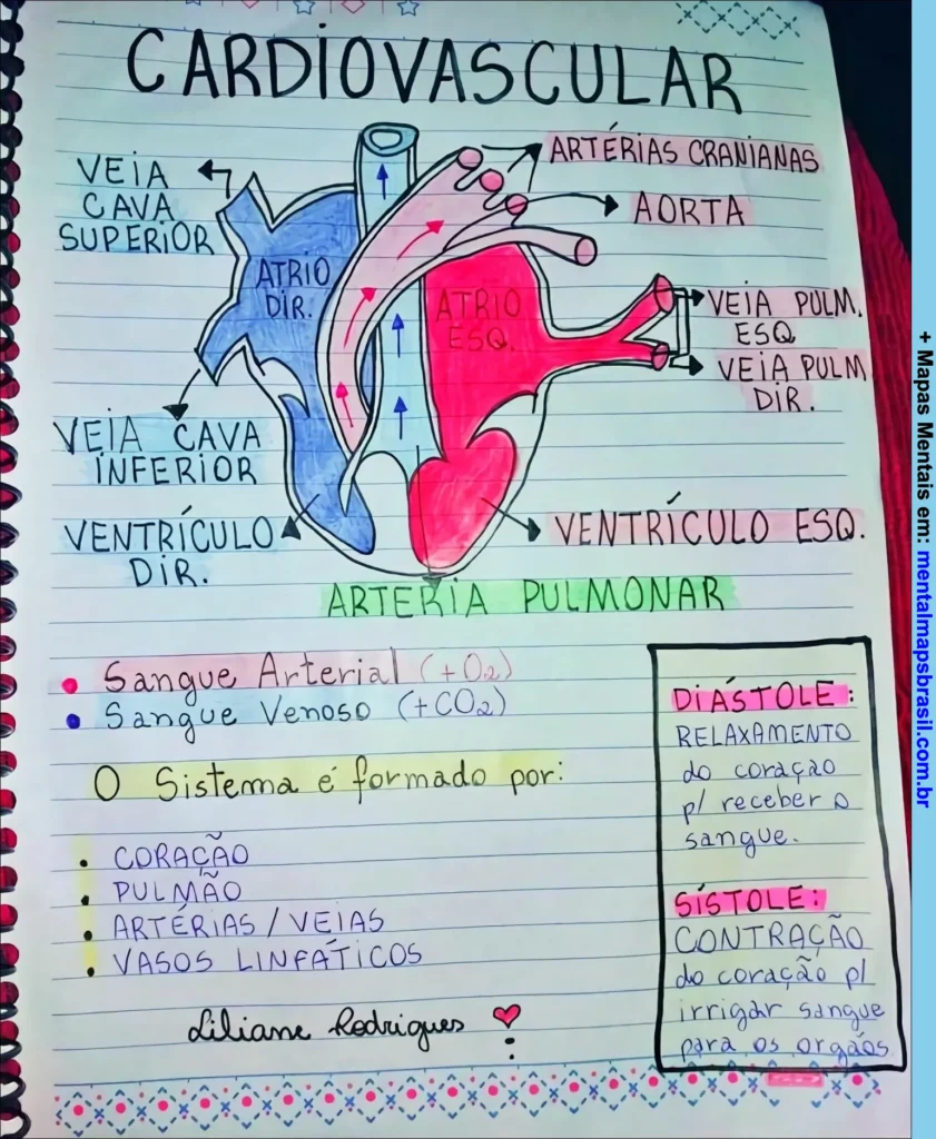 Mapa mental sobre o sistema cardiovascular, com ilustração do coração e seus componentes, tipos de sangue, órgãos que compõem o sistema e definição de diástole e sístole.