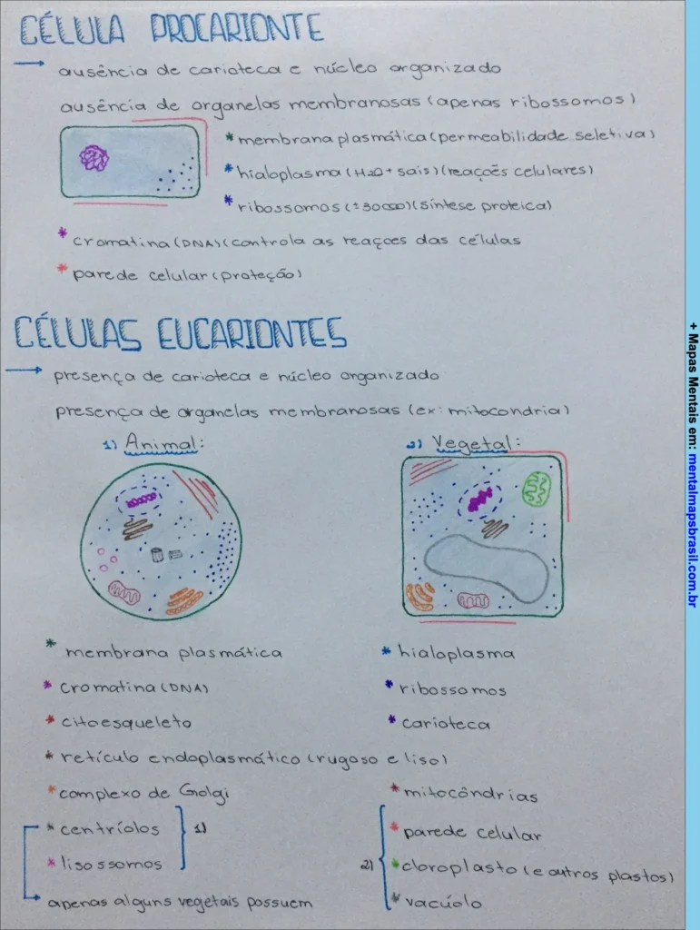 Mapa mental explicativo sobre células procariontes e eucariontes com características, organelas e diferenças entre células animais e vegetais.