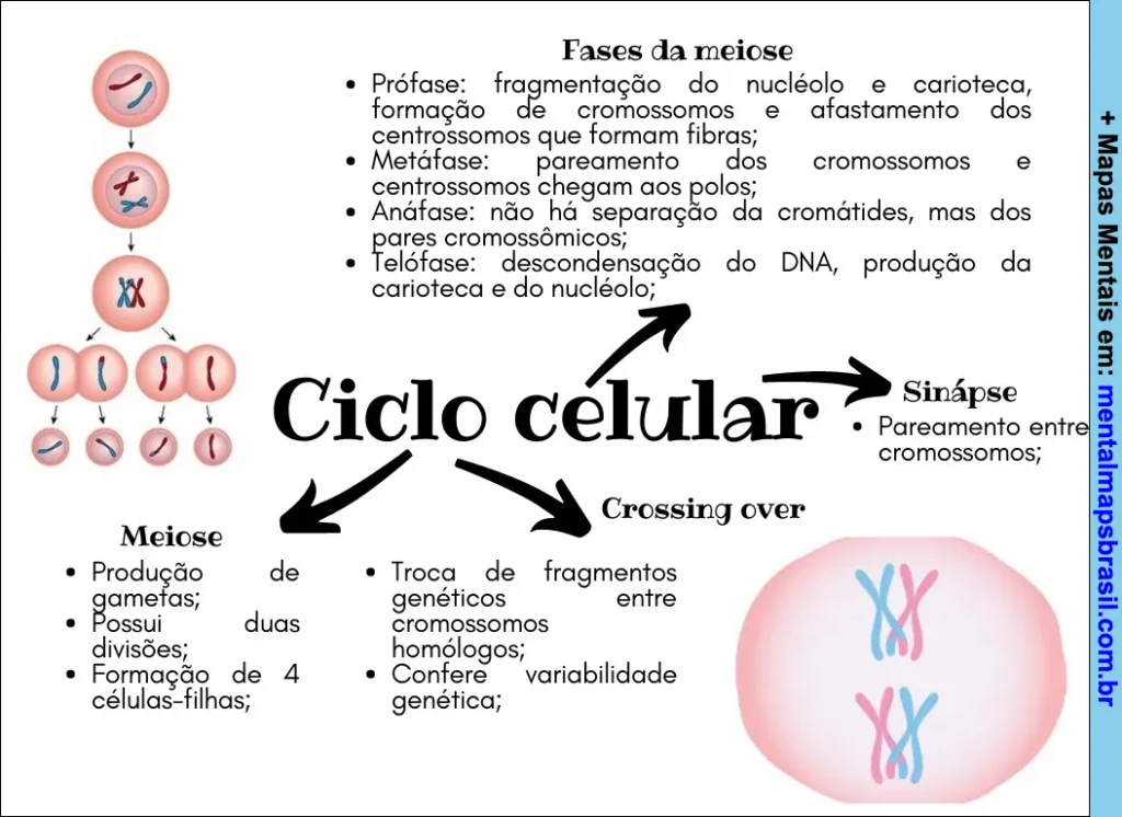 Mapa mental sobre ciclo celular, detalhando as fases da meiose, sinapse cromossômica e crossing over.