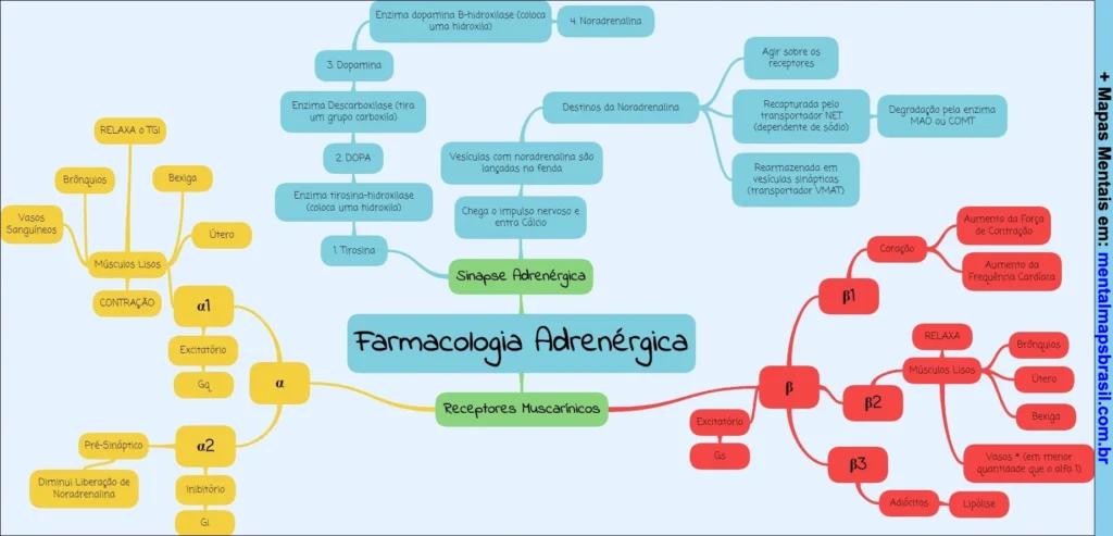 Mapa mental sobre farmacologia adrenérgica mostrando sinapse adrenérgica, receptores alfa e beta, e processos bioquímicos.