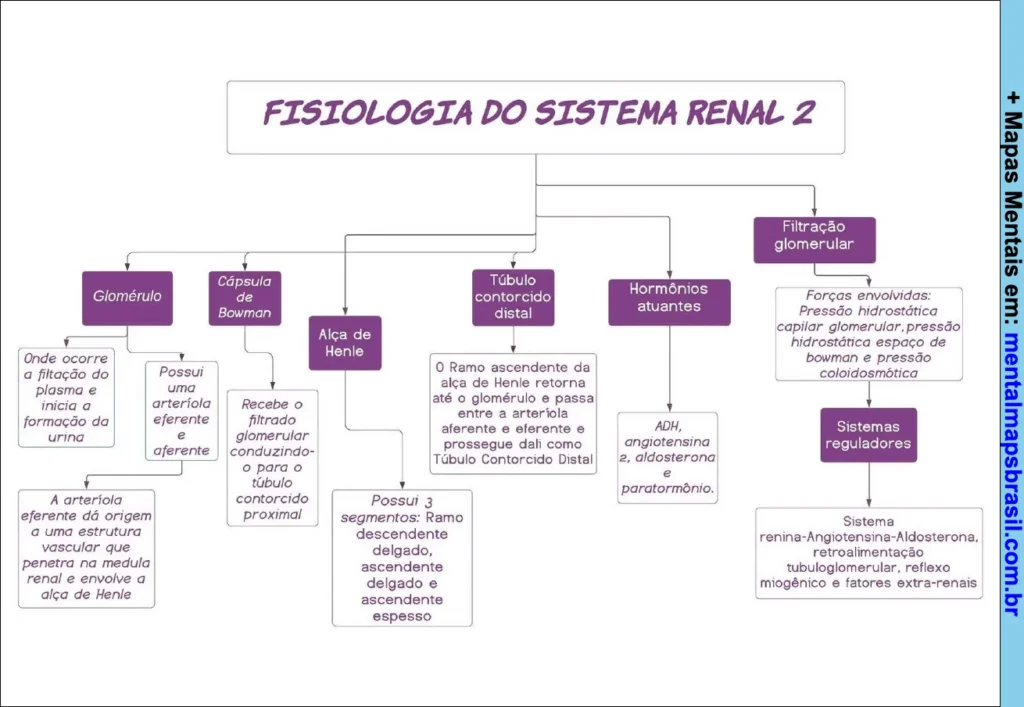 Mapa mental sobre a fisiologia do sistema renal com detalhamento dos componentes e funções da filtração glomerular e hormônios atuantes.