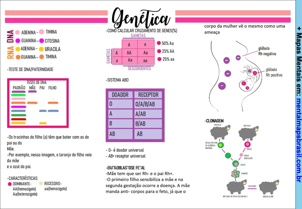 Mapa mental sobre genética com explicação de cruzamento de genes, teste de DNA, sistema ABO, eritroblastose fetal e clonagem.
