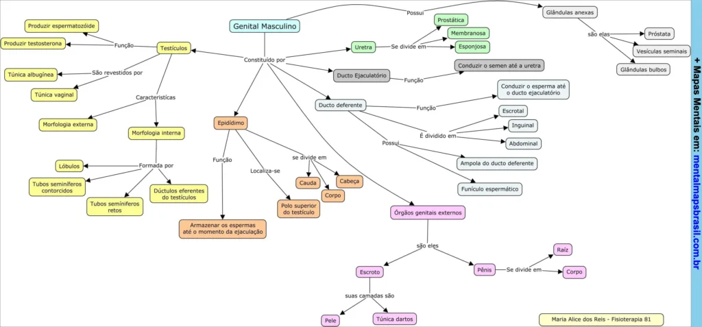 Mapa mental do sistema genital masculino mostrando órgãos, funções, subdivisões e características das estruturas reprodutivas.