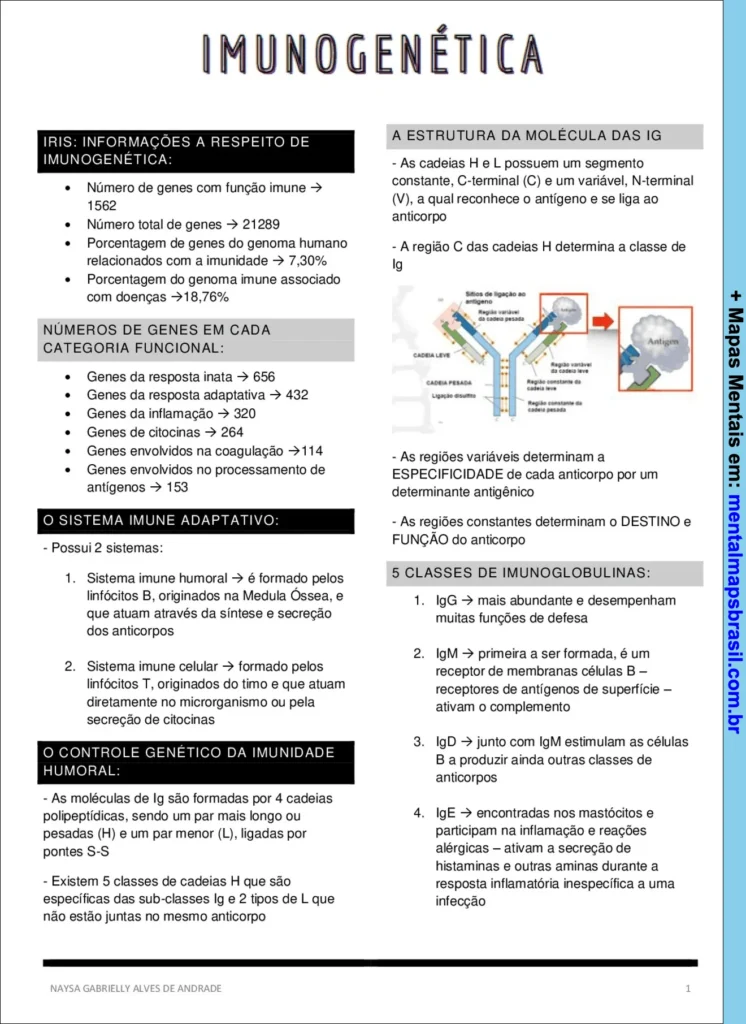 Mapa mental detalhado sobre imunogenética, incluindo informações genéticas, sistema imune adaptativo, controle genético da imunidade humoral e classes de imunoglobulinas.