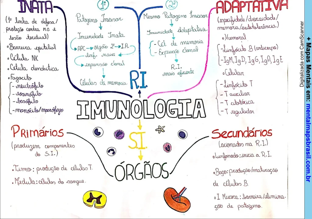 Mapa mental sobre imunologia detalhando os tipos de imunidade inata e adaptativa, células envolvidas e órgãos do sistema imunológico.